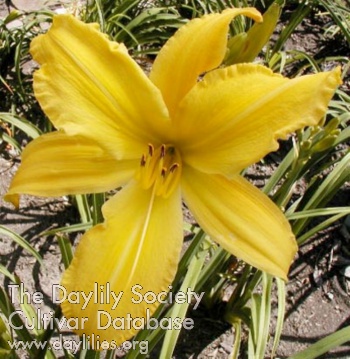 Daylily Yellow Mammoth